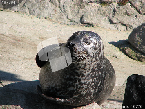 Image of Seal