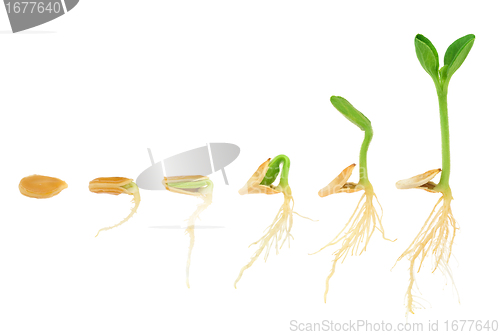 Image of Sequence of pumpkin plant growing isolated, evolution concept