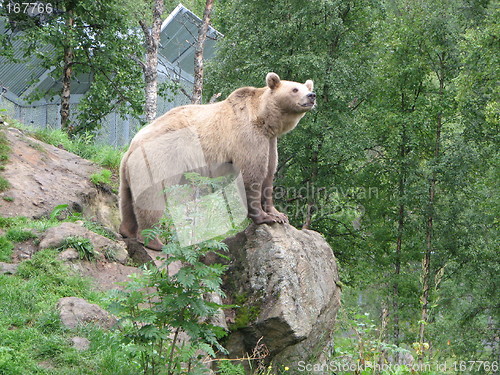 Image of Standing Bear