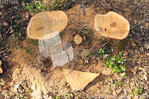 Image of Smiling wood.