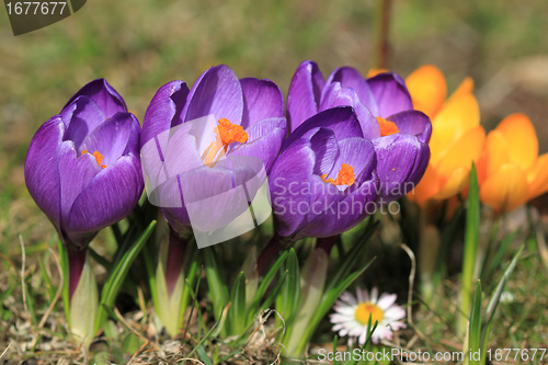 Image of Crocus