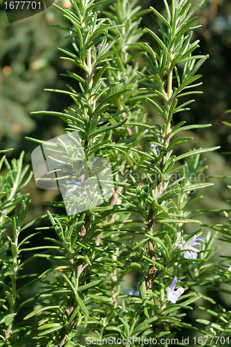 Image of Rosemary