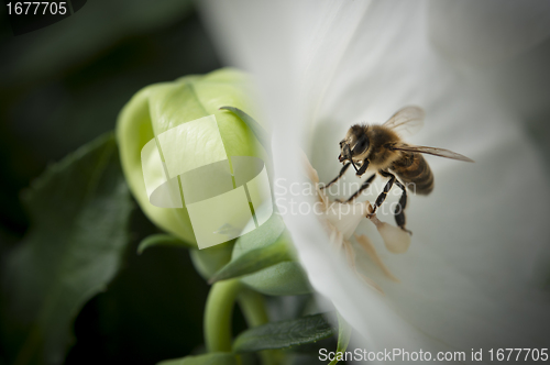 Image of Bee in a white flower