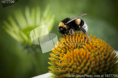 Image of Bumblebee on a orange flower