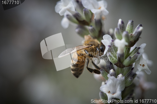 Image of Honey Bee in a small purple flower