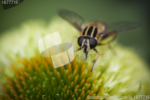 Image of Wasp fly on a green flower resting
