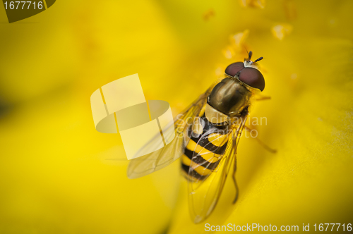 Image of Wasp fly on a yellow flower resting