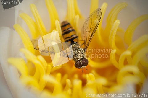 Image of Wasp in a yellow flower