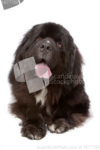 Image of Newfoundland (dog)