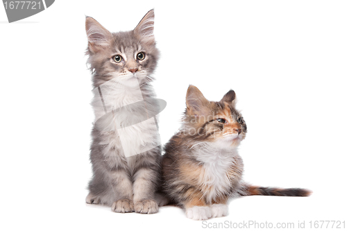 Image of Maine Coon kittens