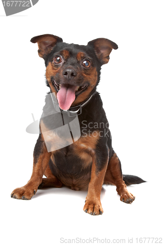 Image of blind mixed breed dog