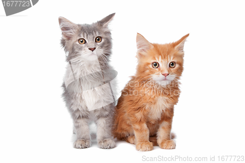 Image of Maine Coon kittens