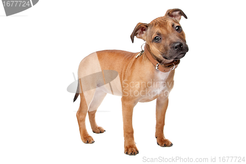 Image of Staffordshire Bull Terrier puppy