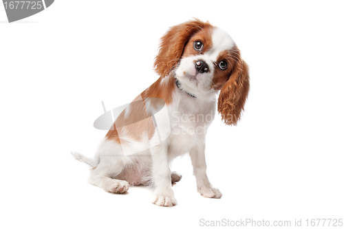 Image of Cavalier King Charles Spaniel puppy