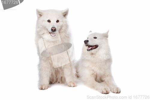 Image of Samoyed (dog)