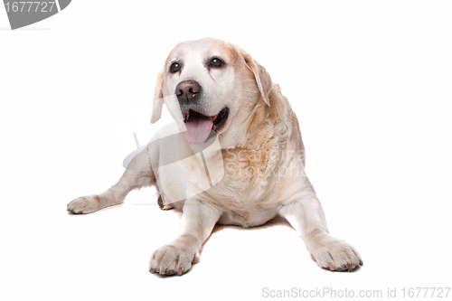 Image of labrador retriever