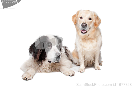 Image of Landseer dog and a labrador retriever