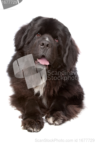 Image of Newfoundland (dog)