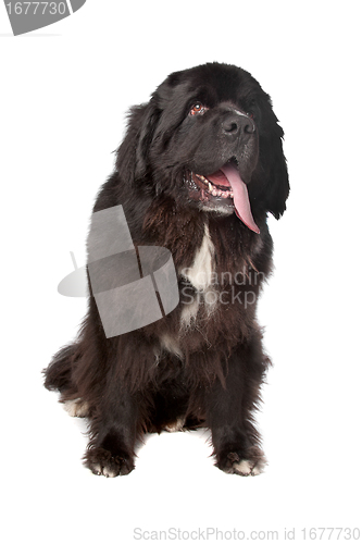 Image of Newfoundland (dog)