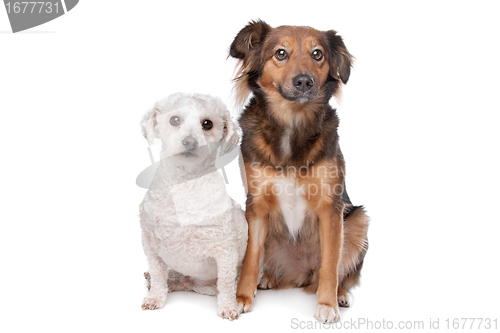 Image of two mixed breed dogs