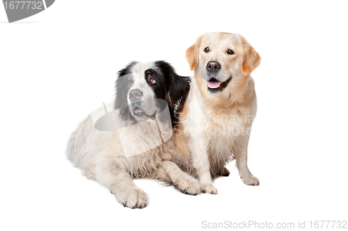 Image of Landseer dog and a labrador retriever