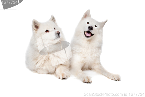 Image of Samoyed (dog)