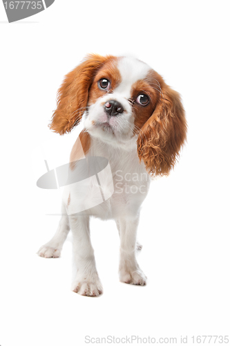 Image of Cavalier King Charles Spaniel puppy