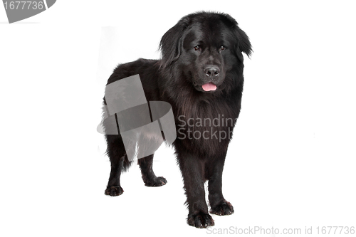 Image of Newfoundland dog