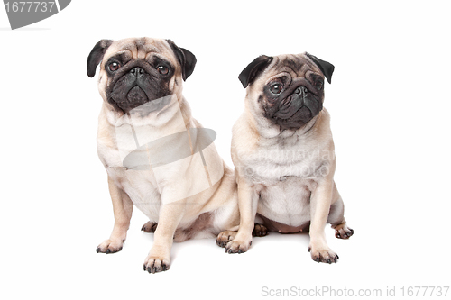 Image of two pug dogs