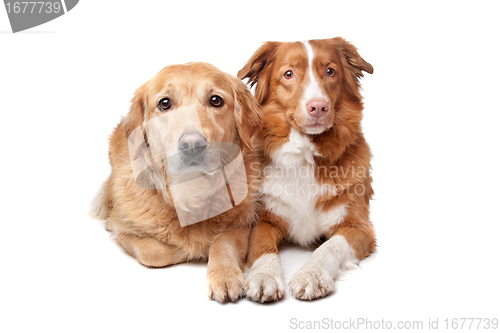 Image of Nova Scotia Duck Tolling Retriever and a golden retriever