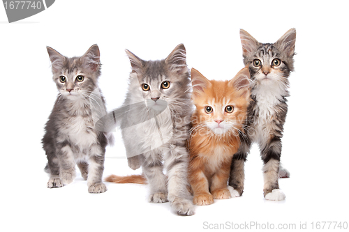 Image of Maine Coon kittens