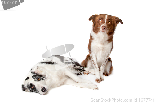 Image of Border Collie