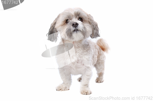 Image of shih tzu