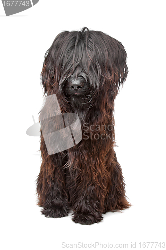 Image of Briard , Berger de Brie, Berger Briard