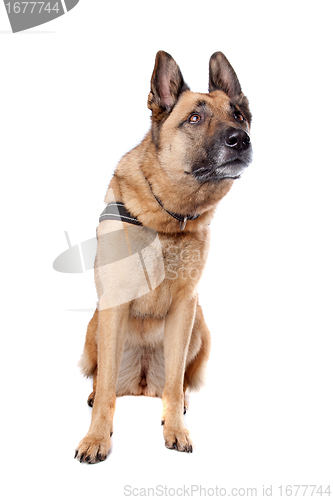 Image of German Shepherd dog