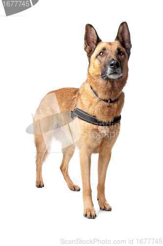 Image of German Shepherd dog