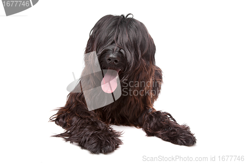 Image of Briard , Berger de Brie, Berger Briard