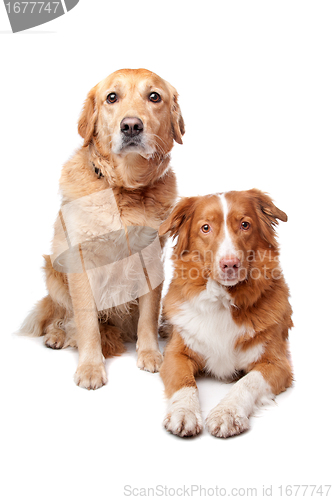 Image of Nova Scotia Duck Tolling Retriever and a golden retriever