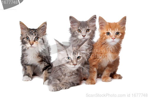 Image of Maine Coon kittens