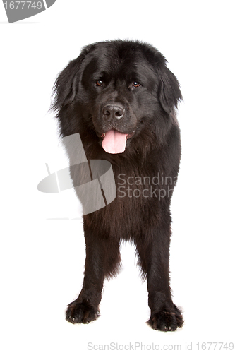 Image of Newfoundland dog