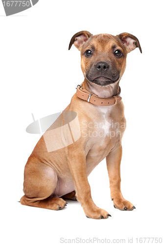 Image of Staffordshire Bull Terrier puppy