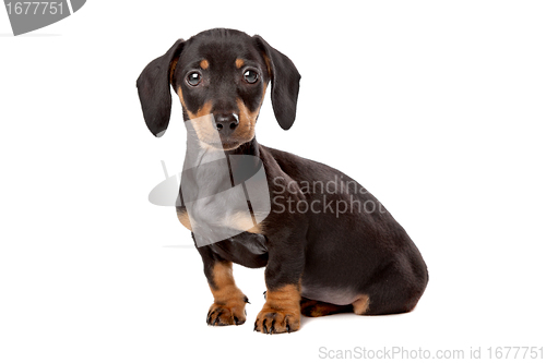 Image of Dachshund, Teckel puppy
