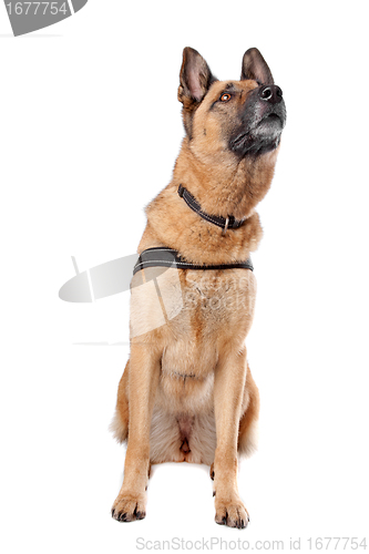 Image of German Shepherd dog