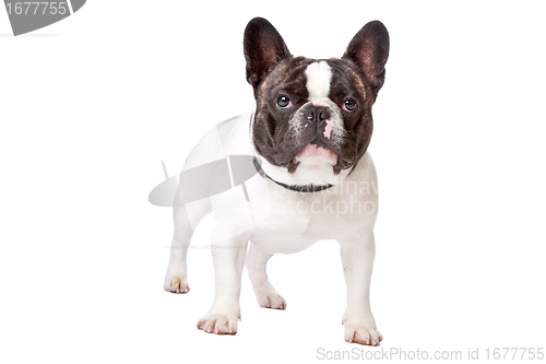 Image of Cute French Bulldog
