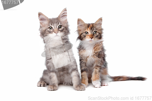 Image of Maine Coon kittens