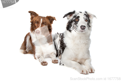 Image of Border Collie