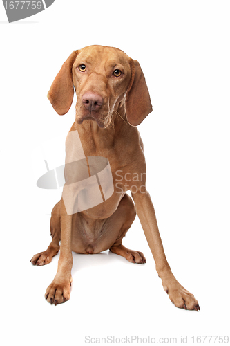 Image of Hungarian Vizsla