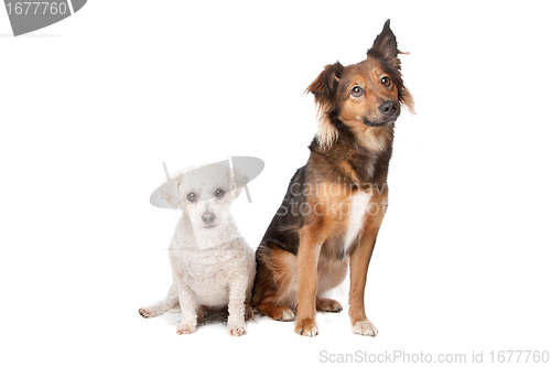 Image of two mixed breed dogs