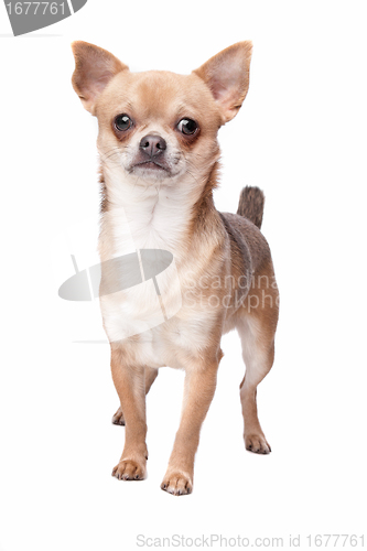 Image of short haired chihuahua