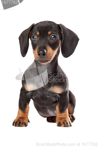 Image of Dachshund, Teckel puppy